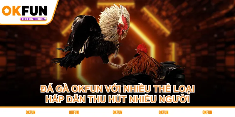 Đá gà OKFUN với nhiều thể loại hấp dẫn thu hút nhiều người