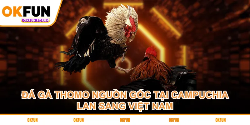 Đá gà Thomo nguồn gốc tại Campuchia lan sang Việt Nam